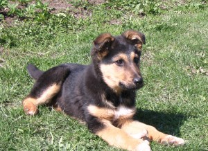 Don't you just love Shepherd Puppies?