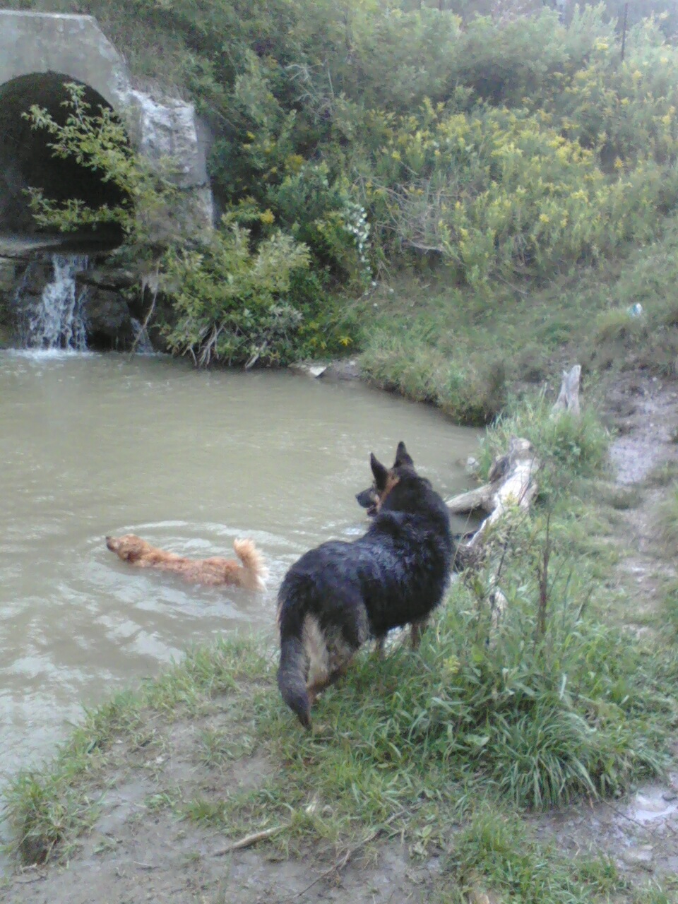 German Shepherd Obediencde