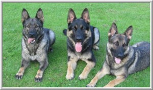 Your Dog Got Arthritis? Know How To Deal With It And Save Your Dog From Pain
