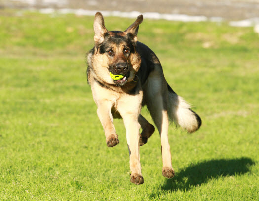 Hey, I Am A German Shepherd I Need Play Time